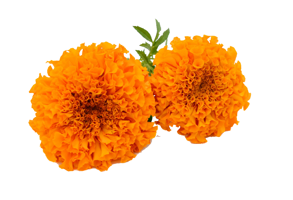 Marigold Hd Transparent PNG Image