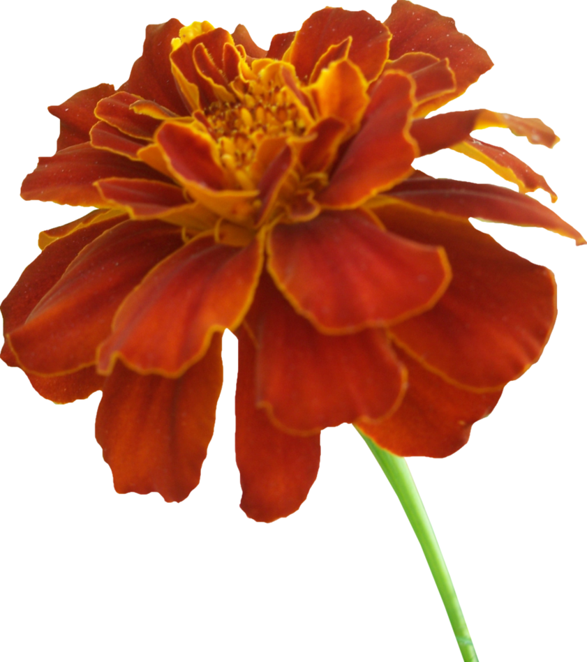 Marigold Photos Transparent PNG Image