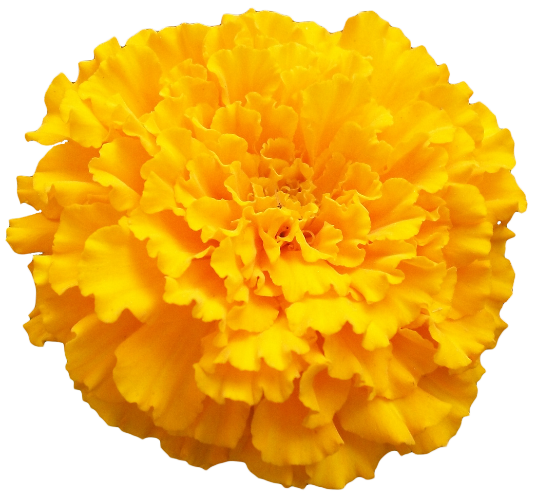 Marigold Photo Transparent PNG Image