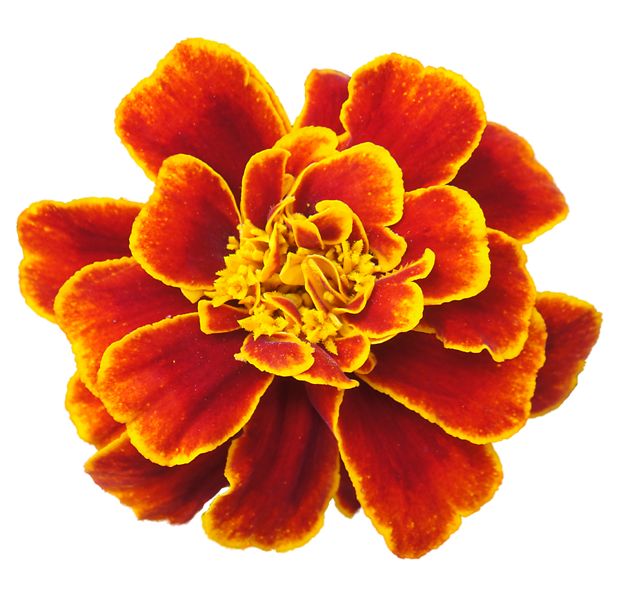 Marigold Clipart Transparent PNG Image