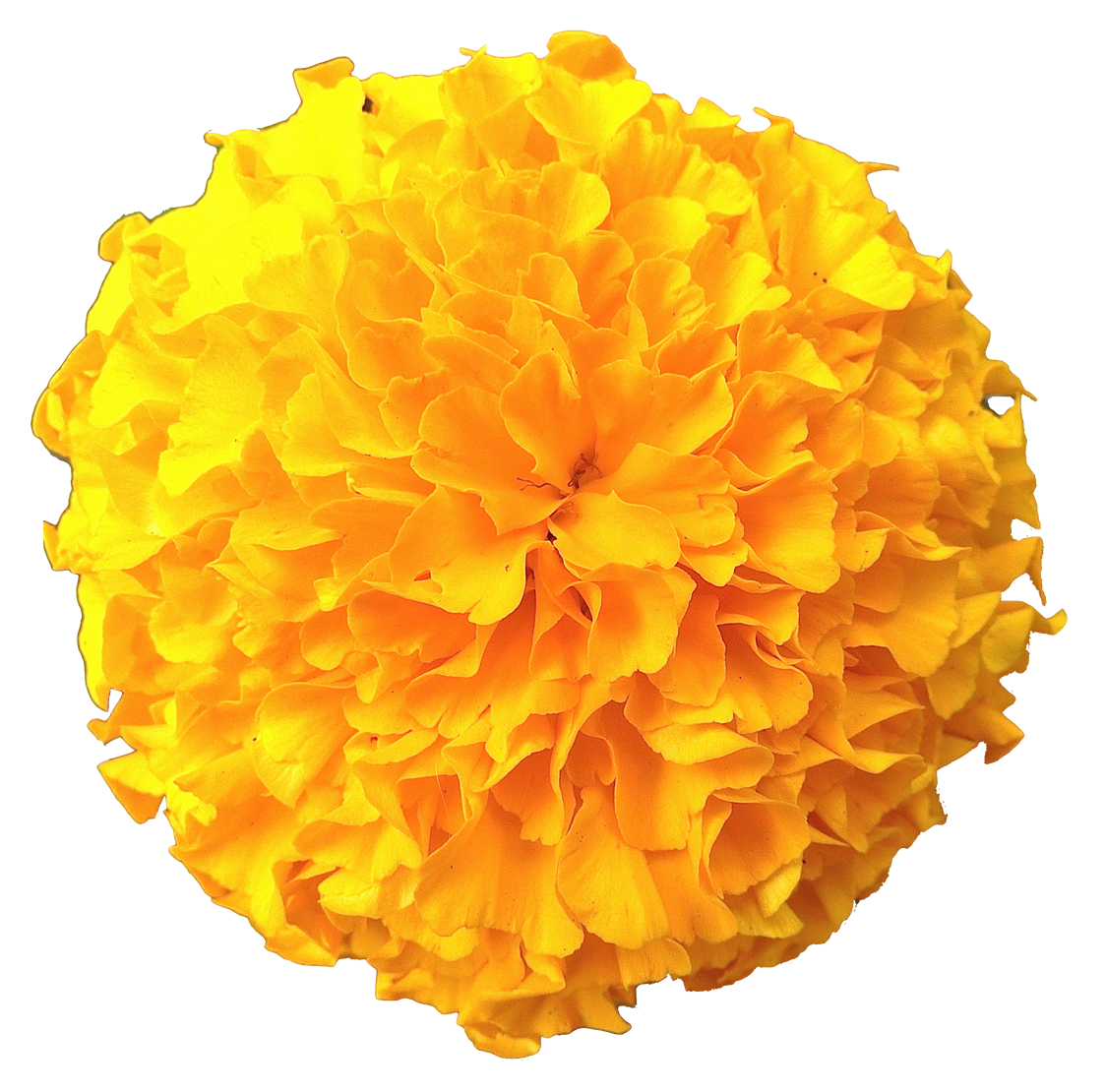 Marigold Transparent PNG Image