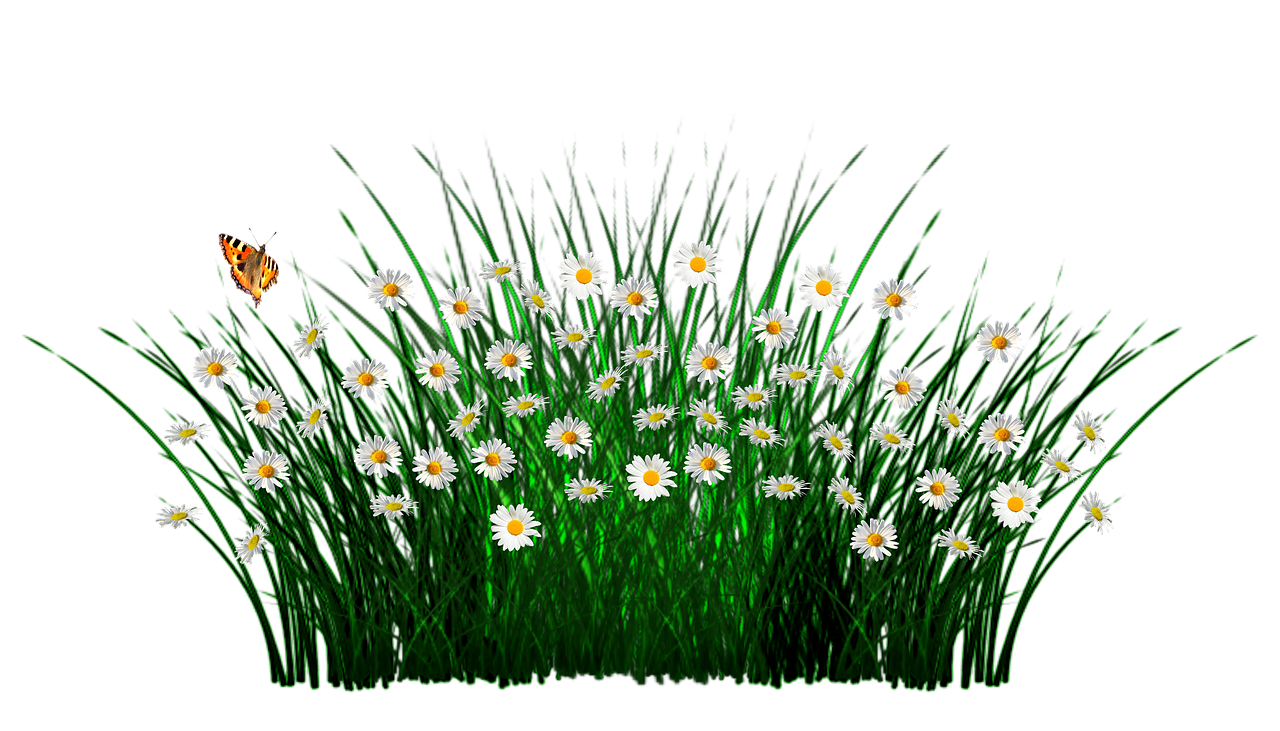 Field Pic Meadow Free Transparent Image HD Transparent PNG Image