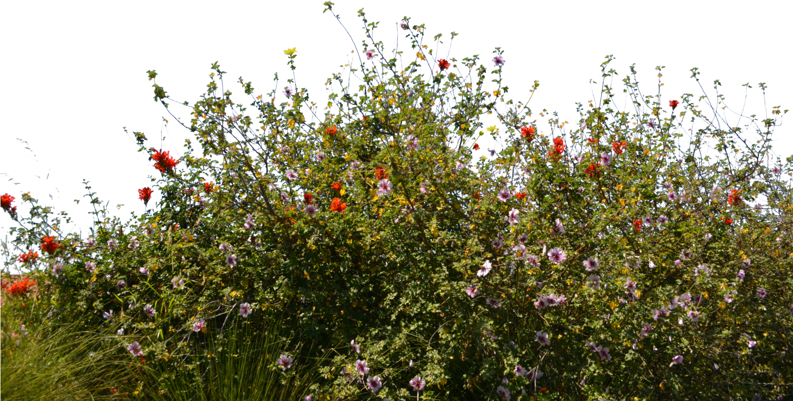 Meadow Free Clipart HQ Transparent PNG Image