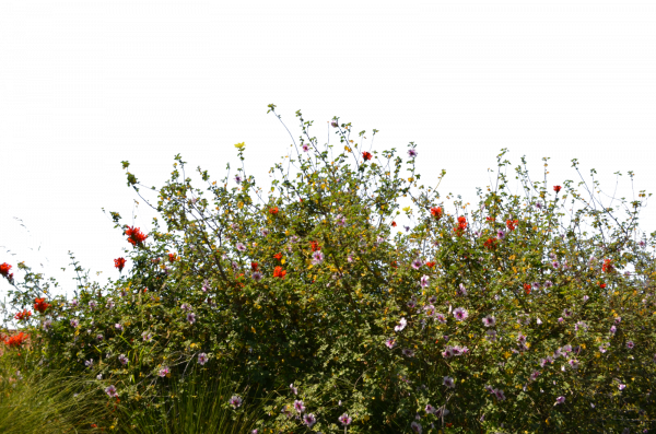 Summer Meadow Photos Free HD Image Transparent PNG Image