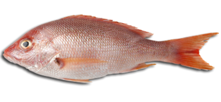 Fish Meat Transparent PNG Image