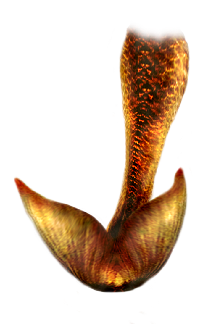 Mermaid Tail Png Hd Transparent PNG Image