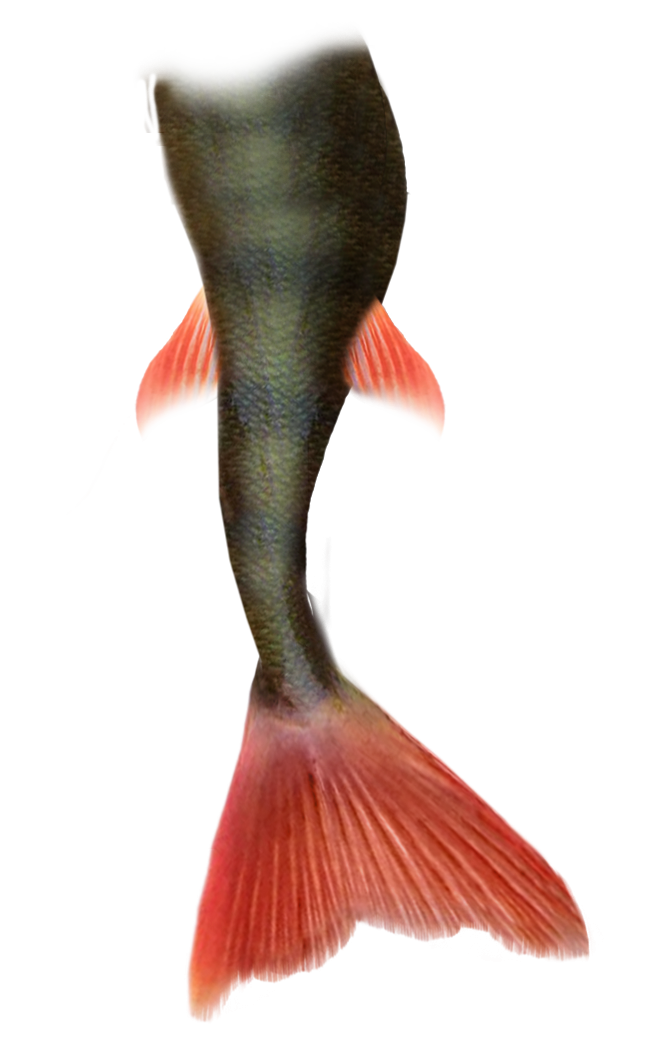 Mermaid Tail Png Pic Transparent PNG Image