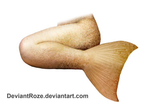 Mermaid Tail Png File Transparent PNG Image