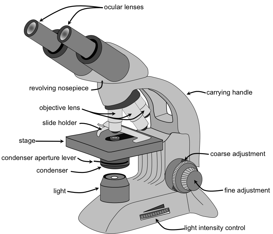 Microscope Basic Free Download Image Transparent PNG Image