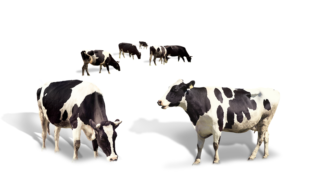 Cow Dairy Milk Taurus Cattle PNG Image High Quality Transparent PNG Image