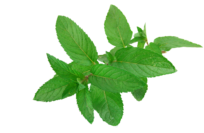 Mint Free Download Transparent PNG Image