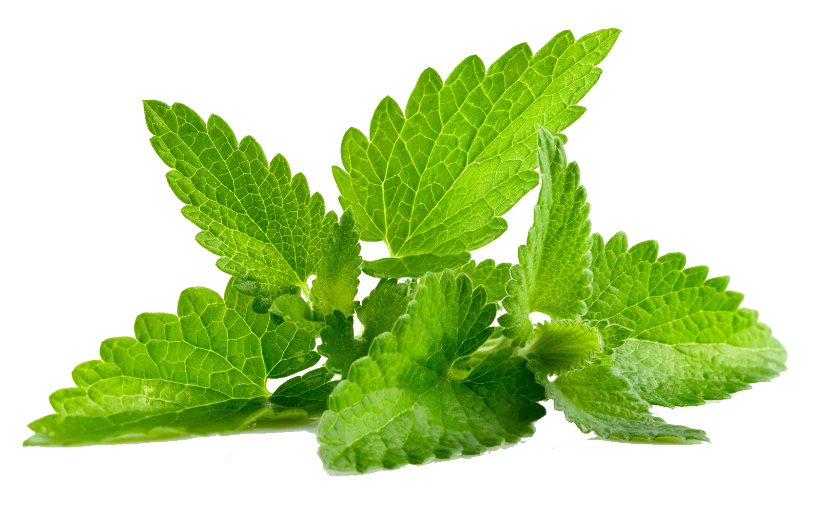 Mint Transparent Transparent PNG Image