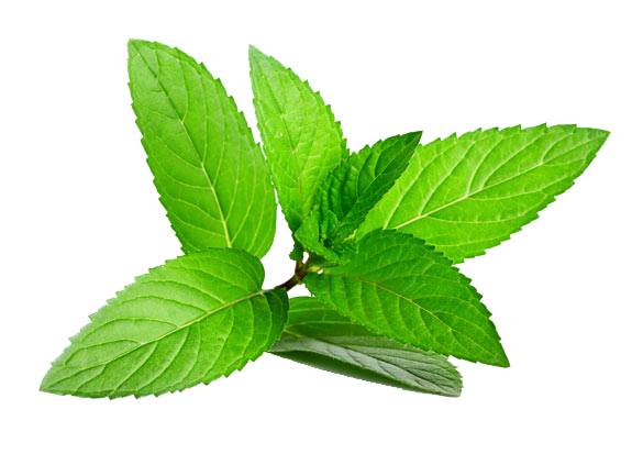 Herb Menthol Leaf Plant Peppermint HQ Image Free PNG Transparent PNG Image