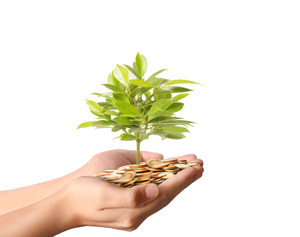 Plant Material Gold Money Photography Coins Tree Transparent PNG Image