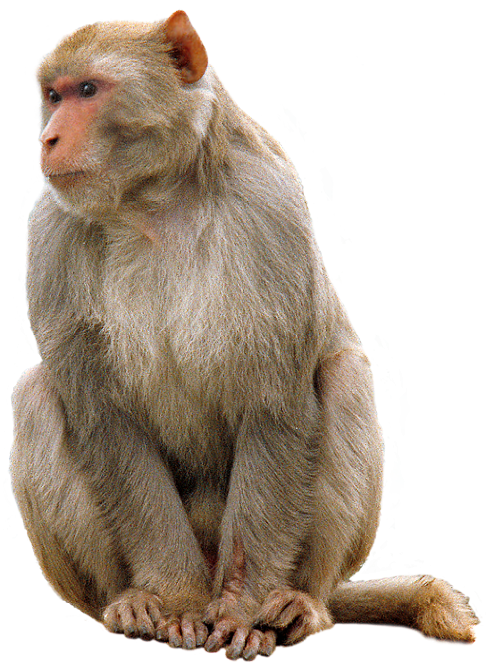 Monkey Png Picture Transparent PNG Image