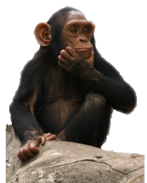 Monkey Picture Transparent PNG Image