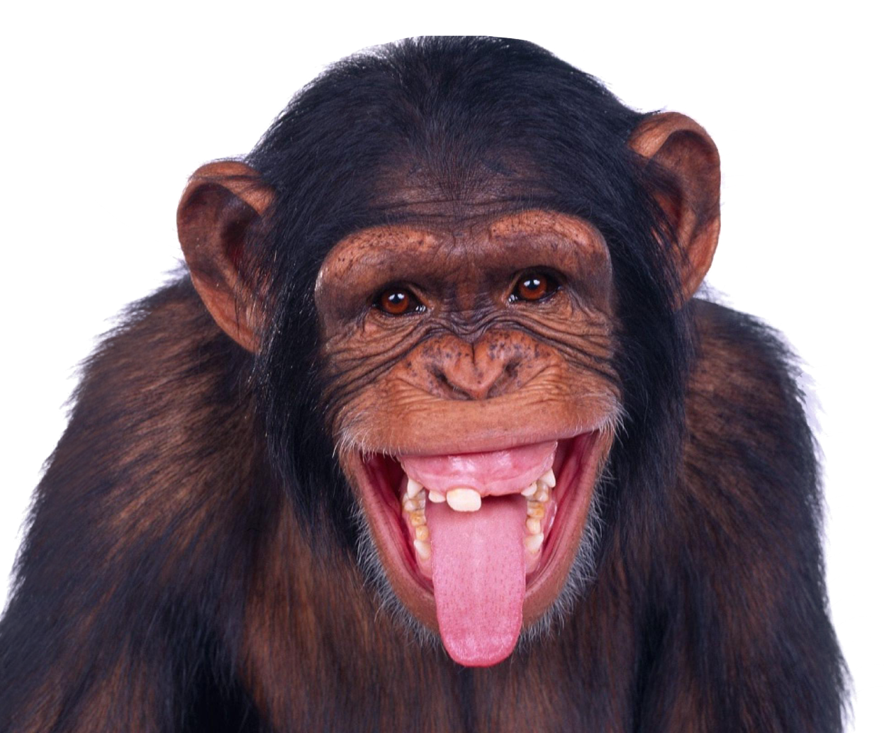 Monkey Chimpanzee Ape PNG Image High Quality Transparent PNG Image