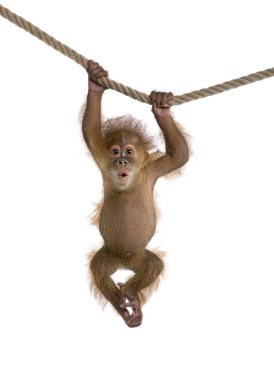 Monkey Free Download Png Transparent PNG Image