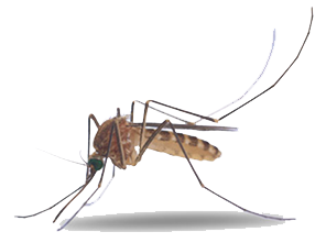 Mosquito Png Picture Transparent PNG Image