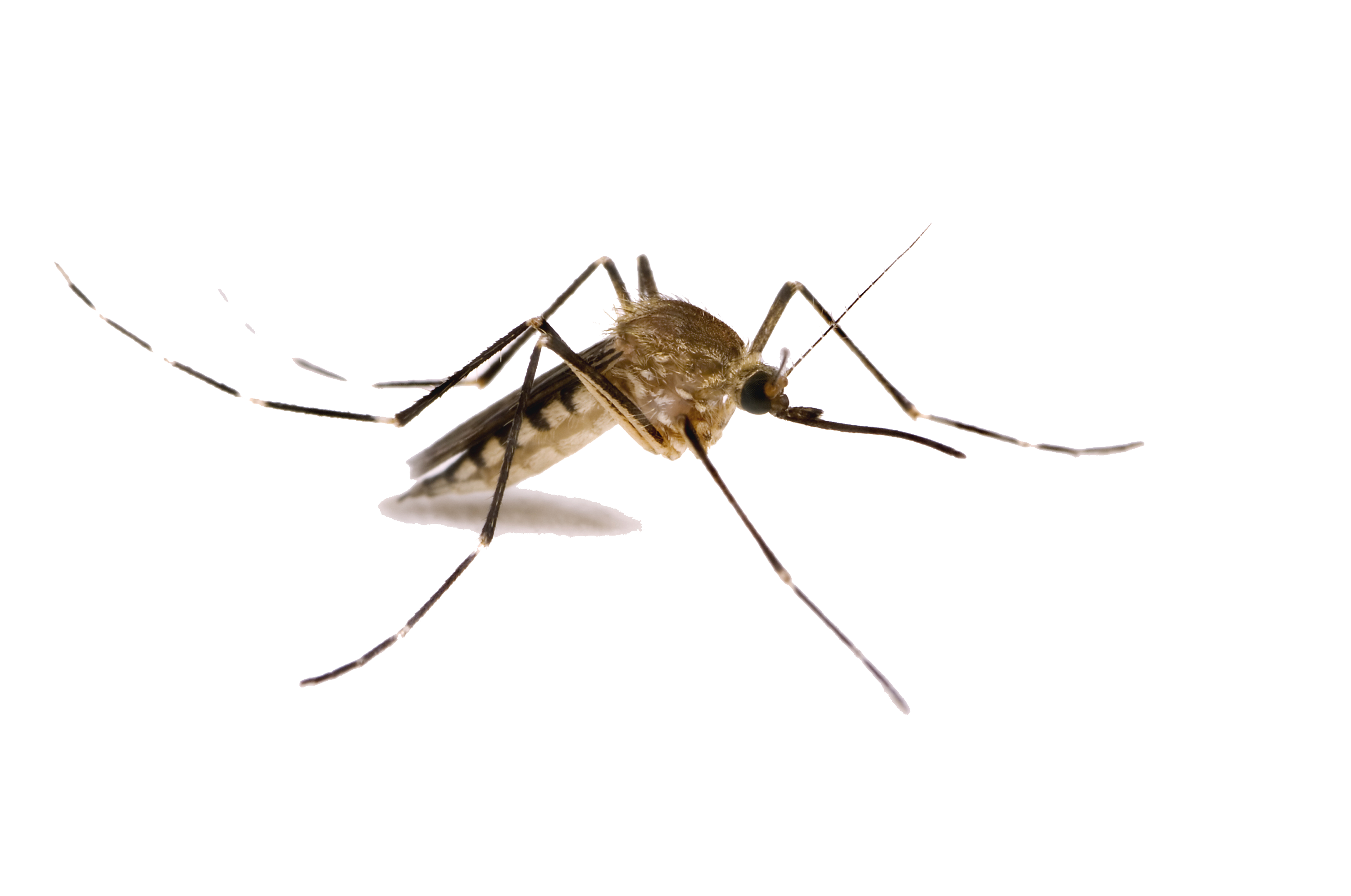 Mosquito Png Images Transparent PNG Image