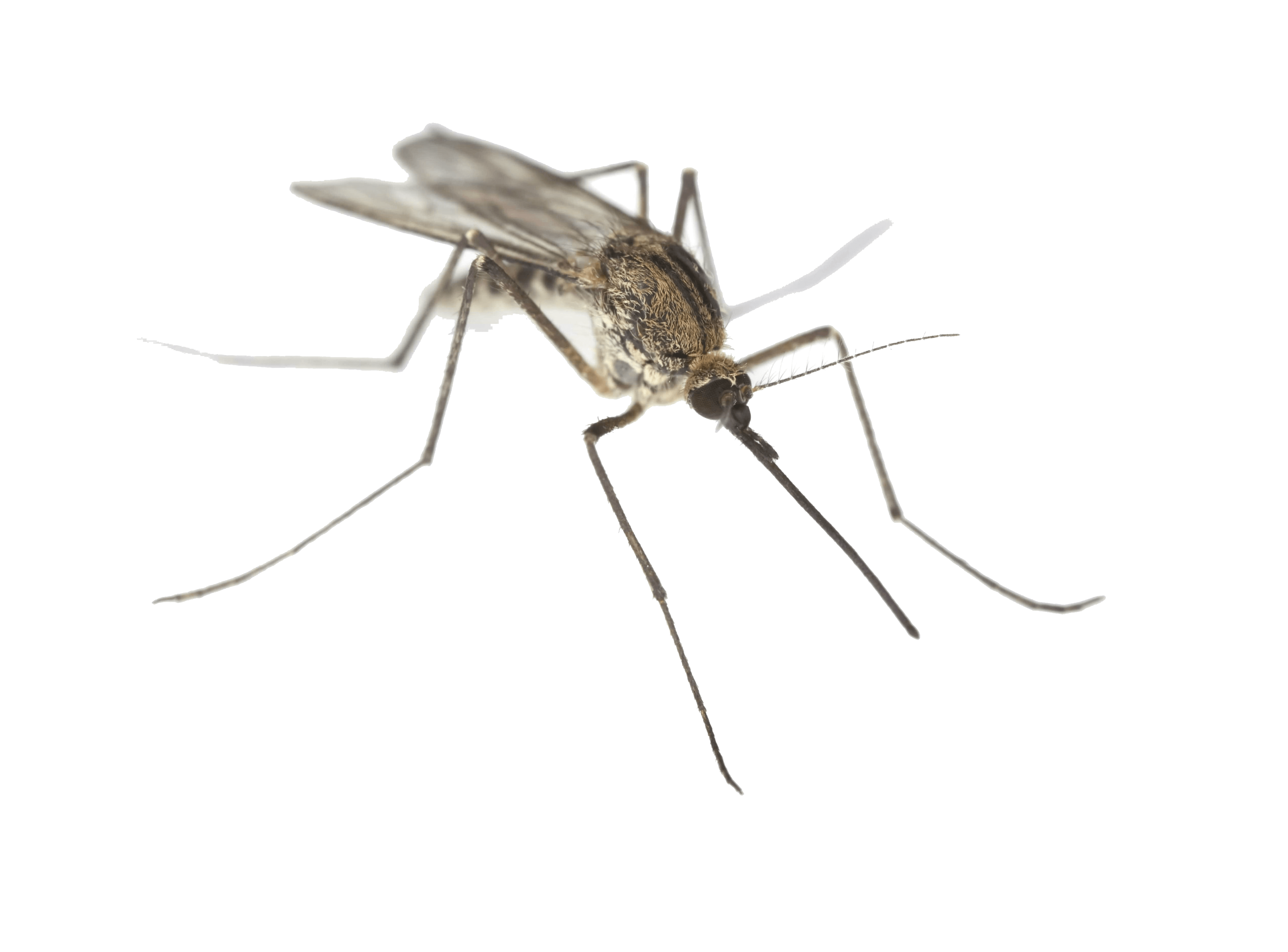 Mosquito Png Clipart Transparent PNG Image