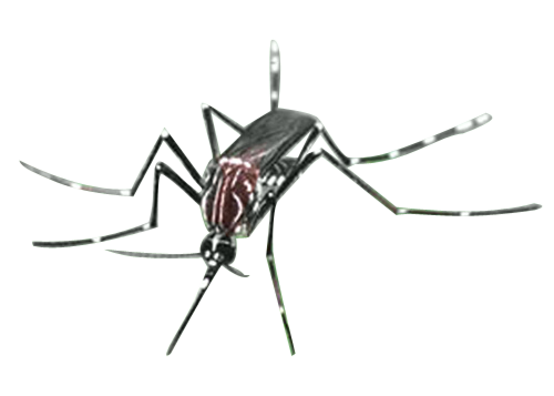 Mosquito Png File Transparent PNG Image