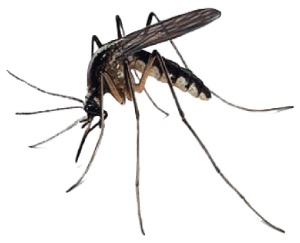 Mosquito Free Download Png Transparent PNG Image