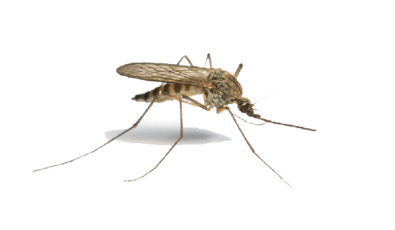 Mosquito Png Image Transparent PNG Image