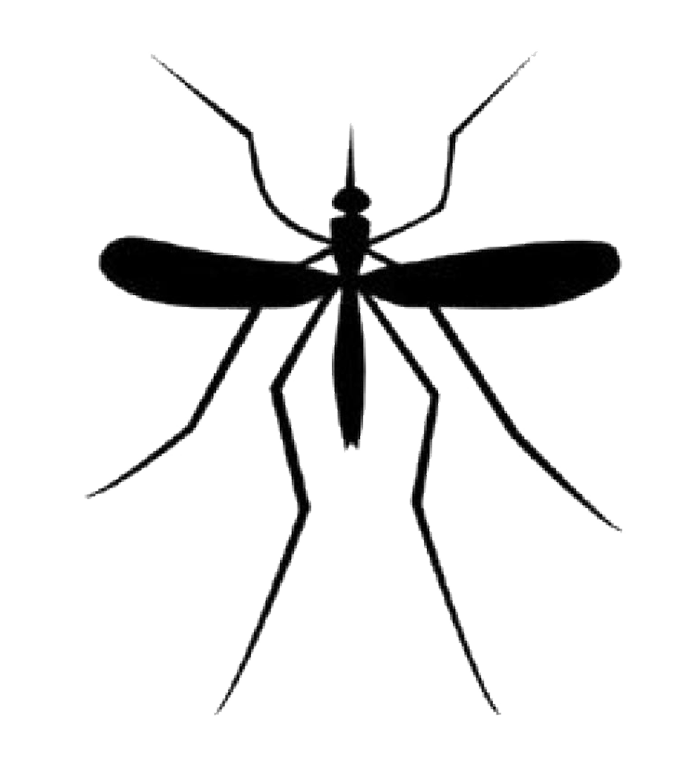 Mosquito Download Png Transparent PNG Image