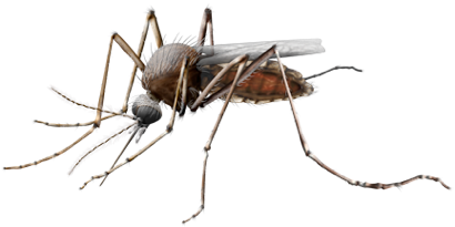 Mosquito Transparent Transparent PNG Image