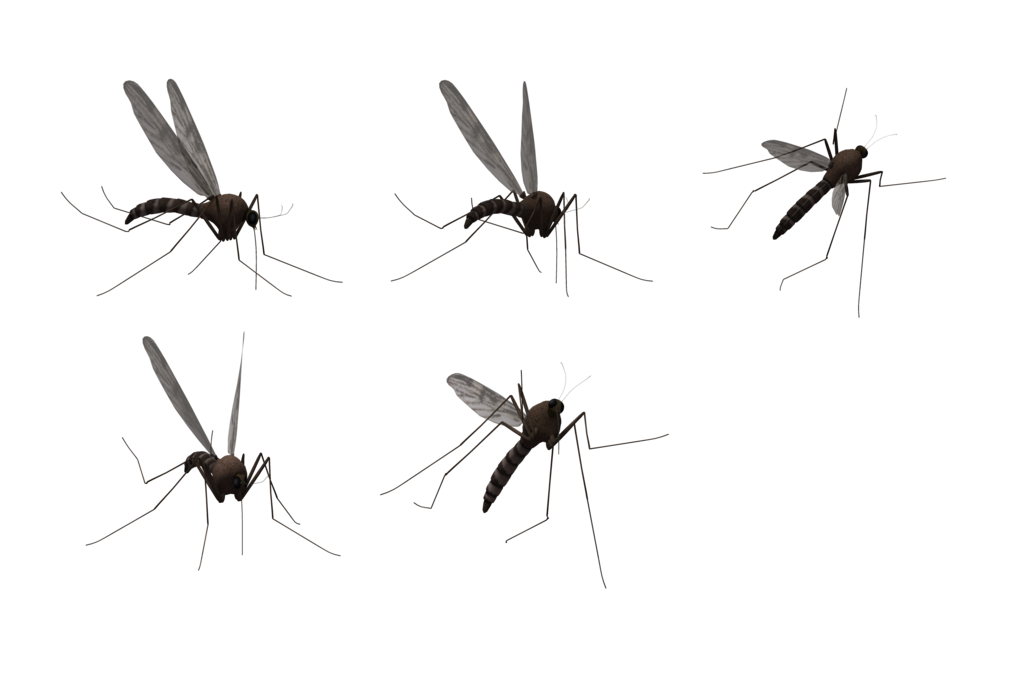 Mosquito Png Hd Transparent PNG Image