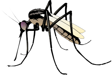 Mosquito Png Pic Transparent PNG Image