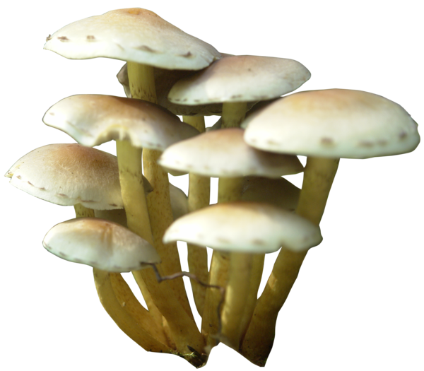 Mushroom Png Transparent PNG Image