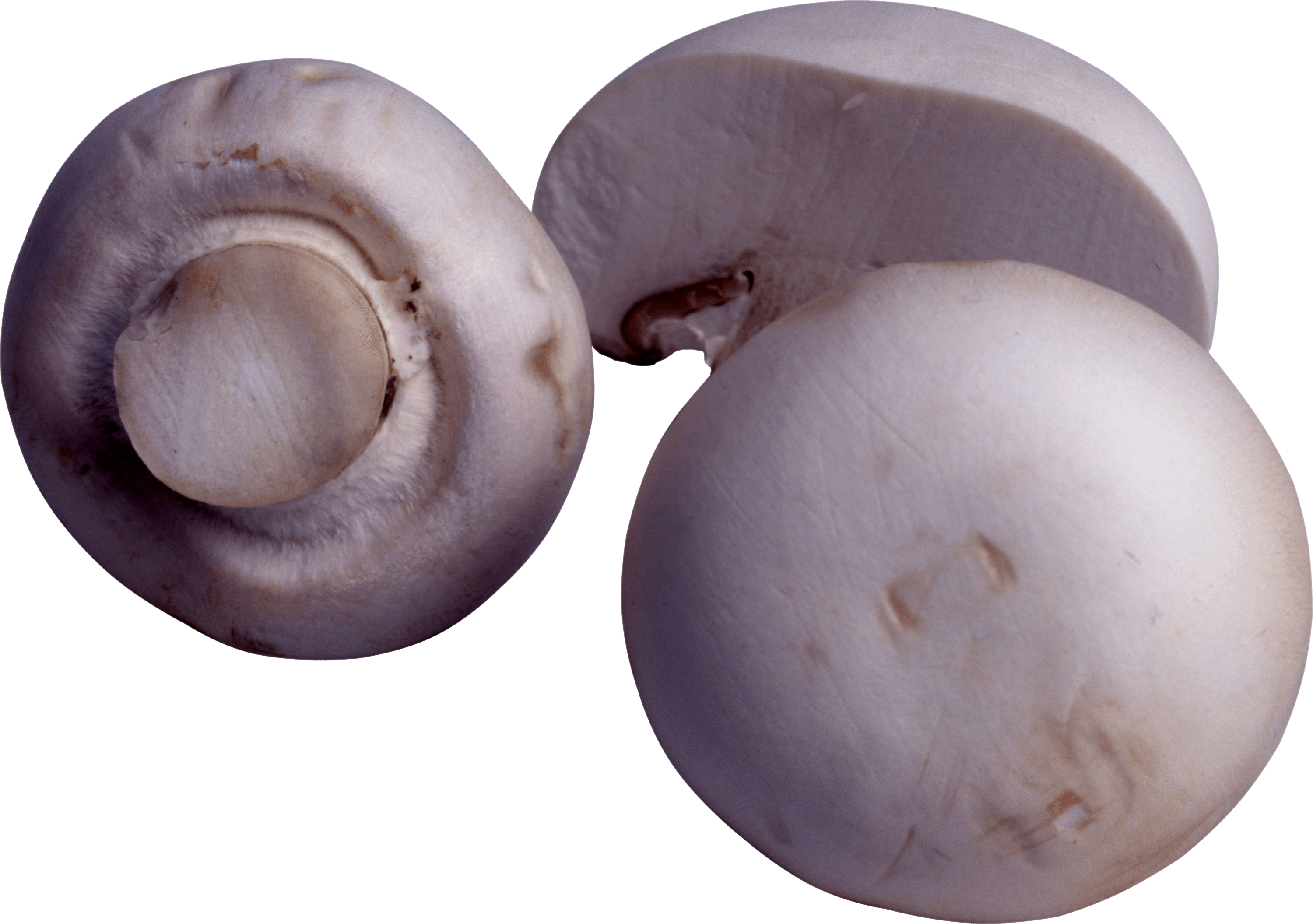 Mushroom Png Image Transparent PNG Image