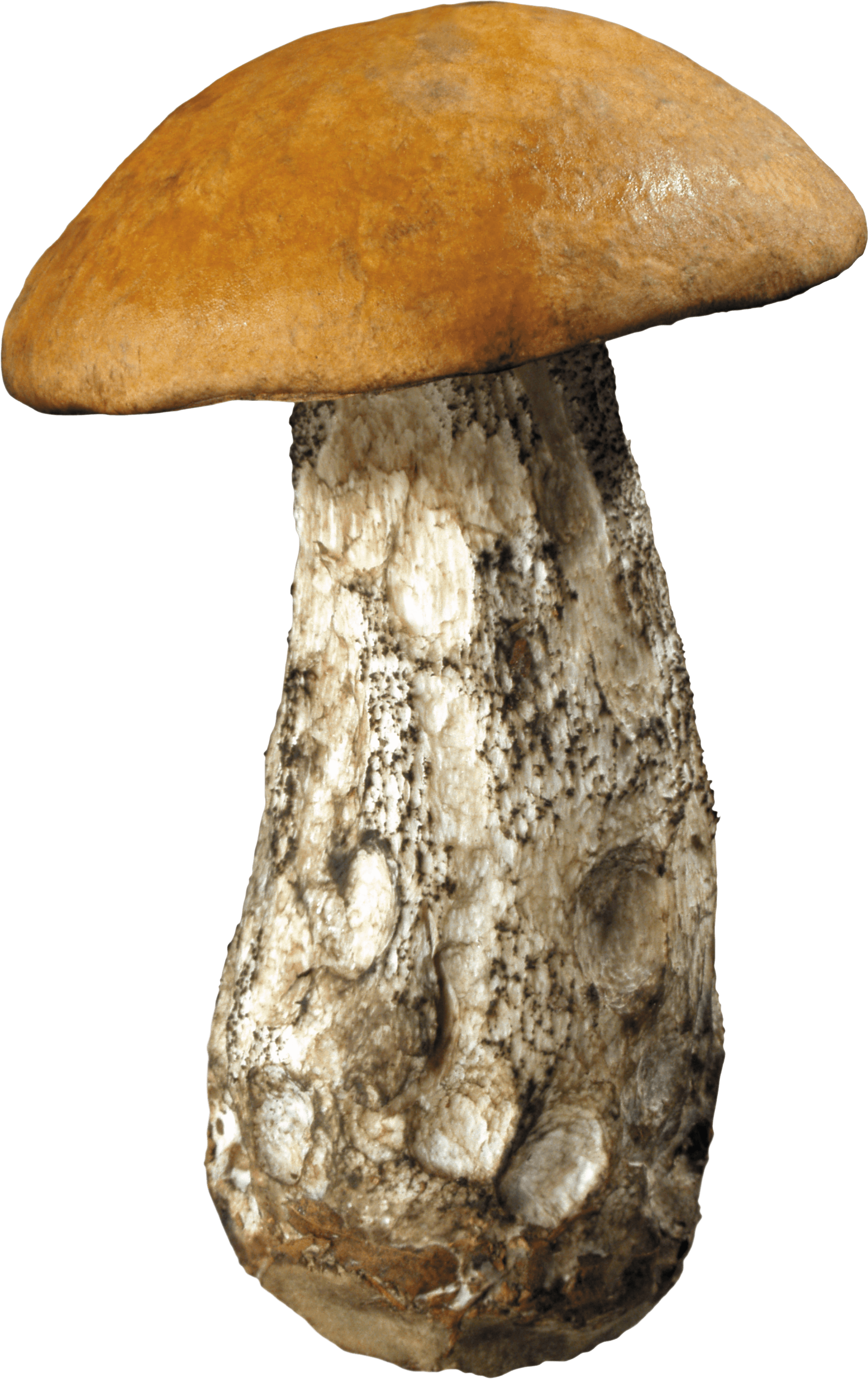 Mushroom Png Image Transparent PNG Image