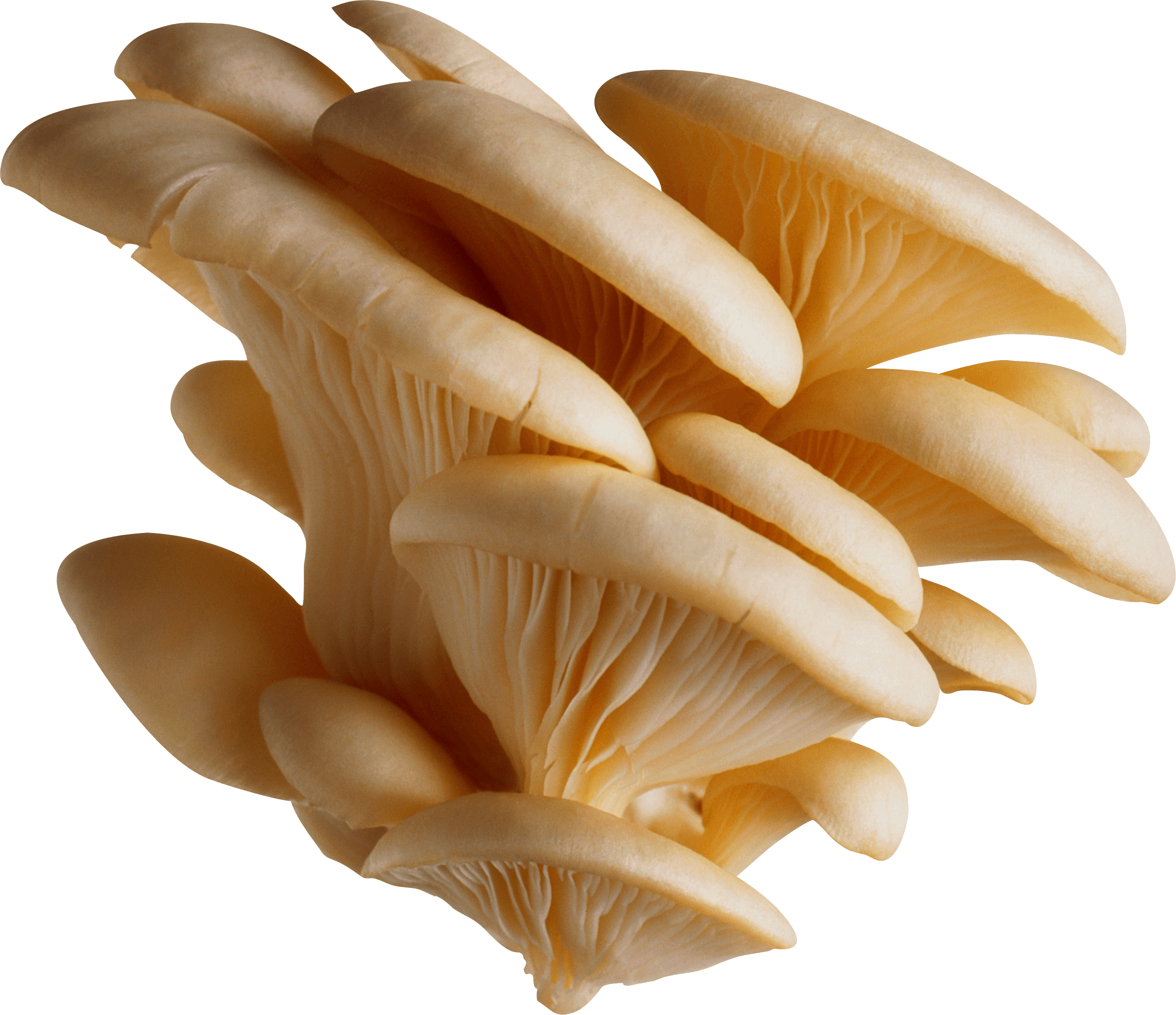 White Mushrooms Png Image Transparent PNG Image