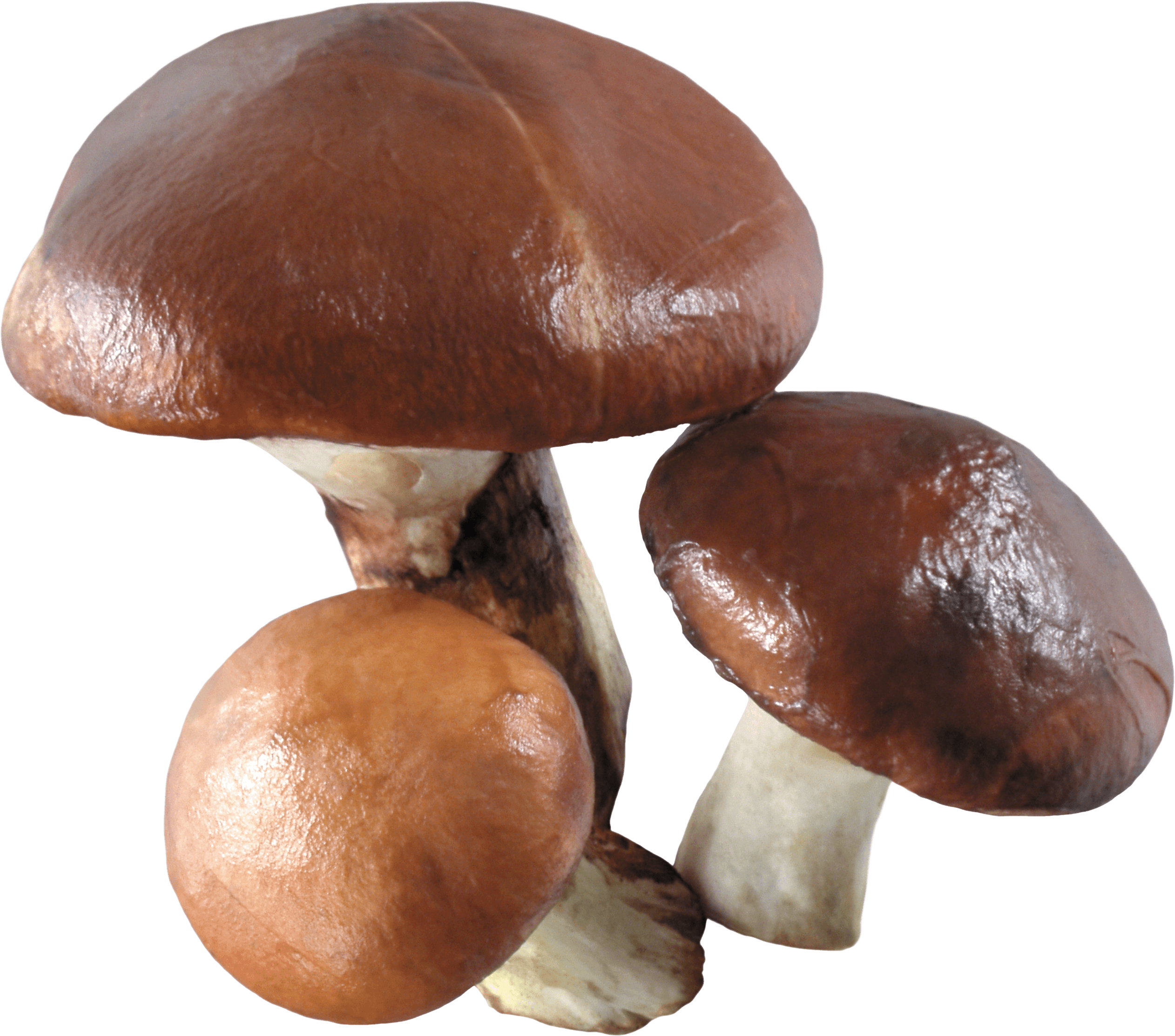 Mushroom Png Image Transparent PNG Image