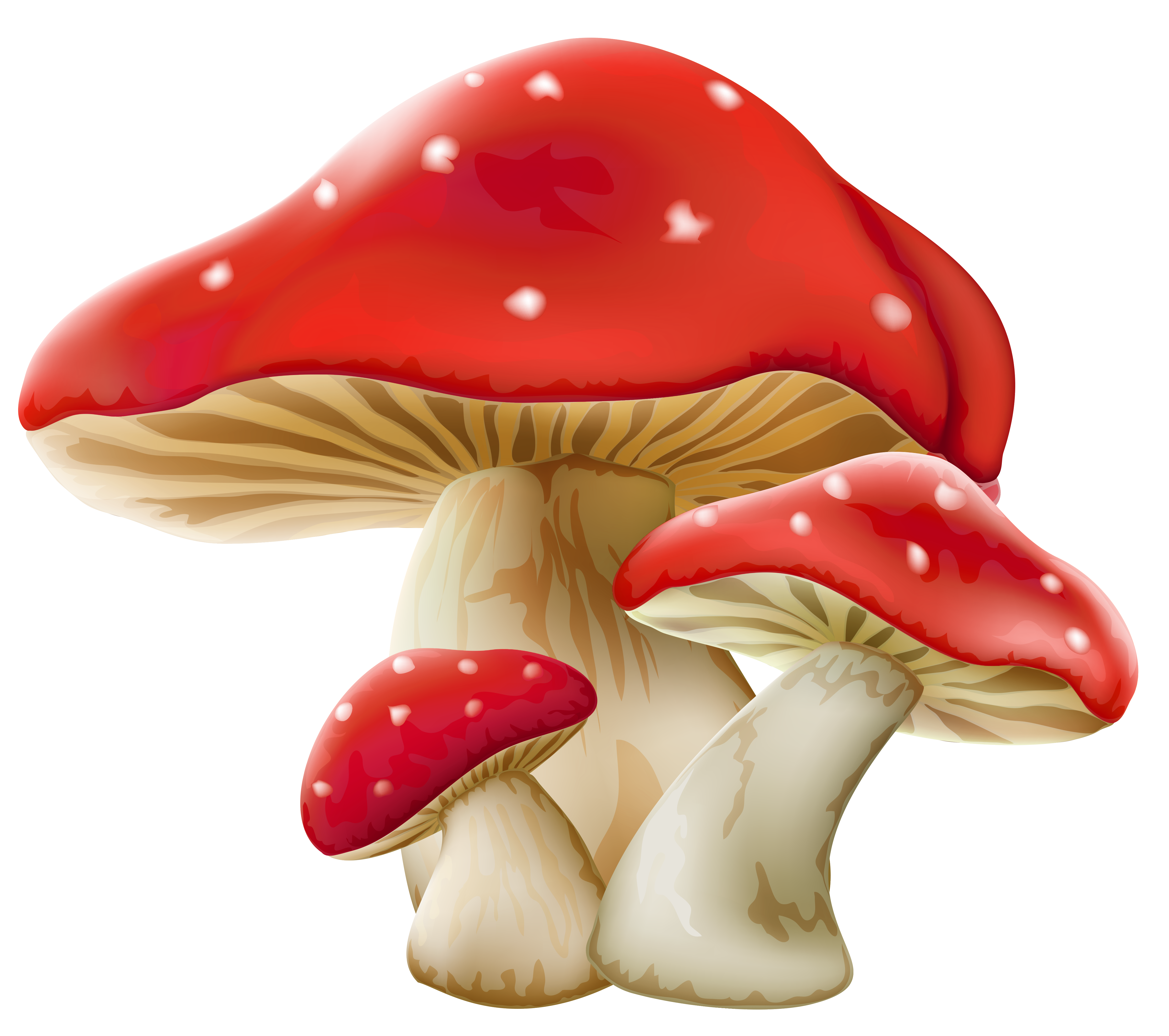 Mushroom Png Picture Transparent PNG Image