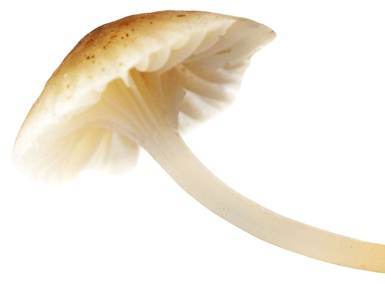 Mushroom Image Transparent PNG Image