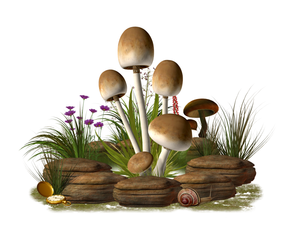 Mushroom Transparent Image Transparent PNG Image