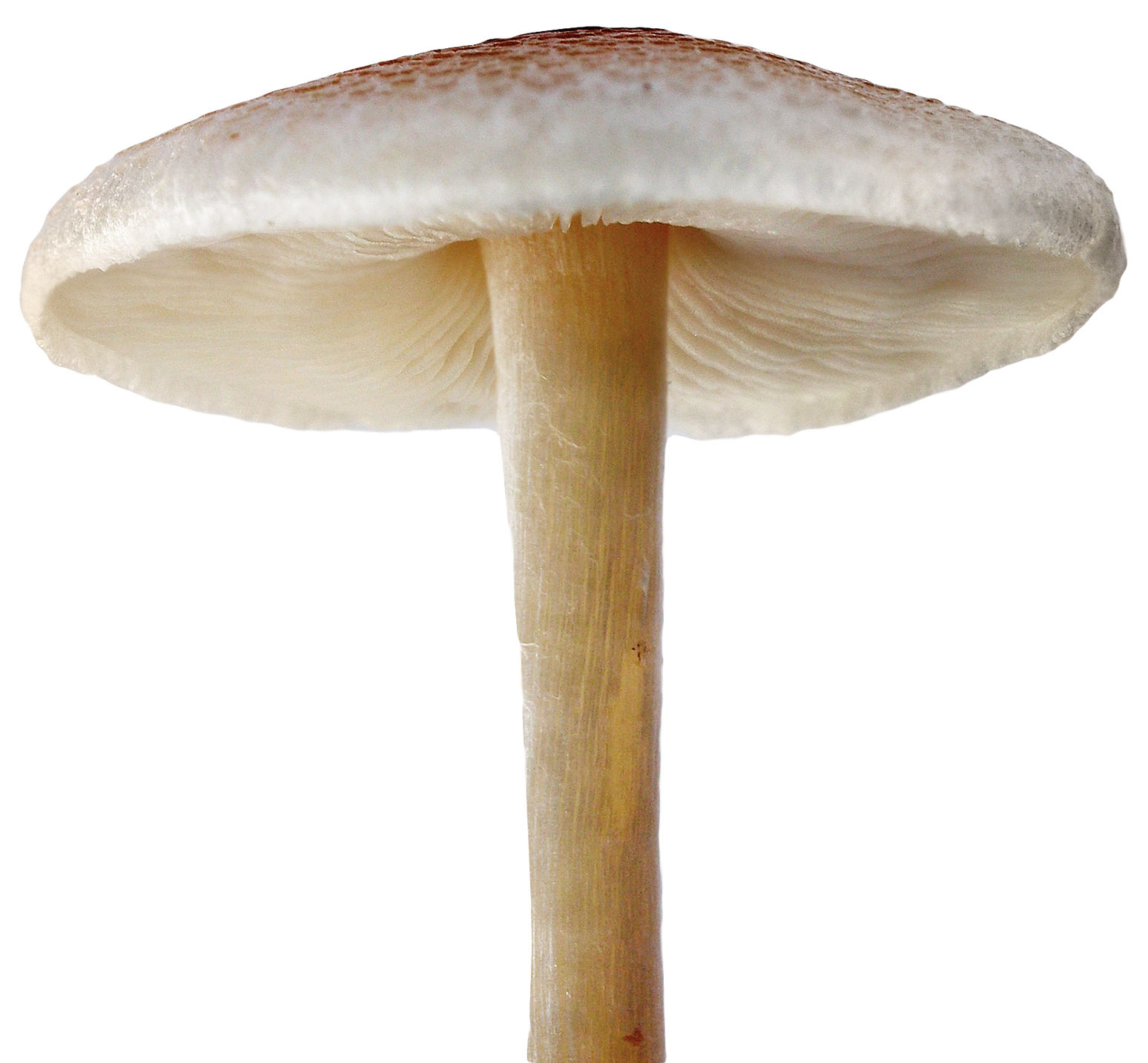 Mushroom File Transparent PNG Image