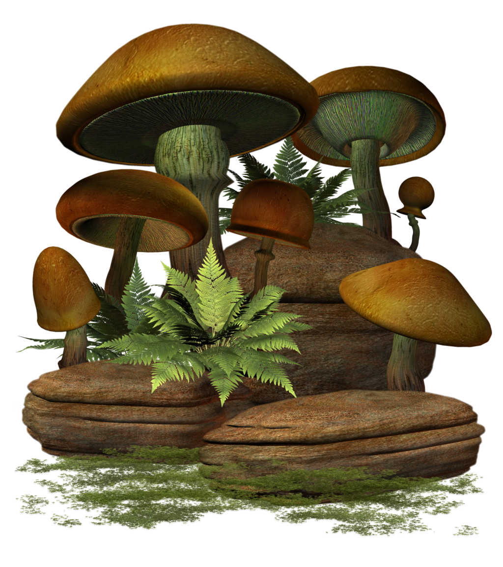 Mushroom Transparent PNG Image