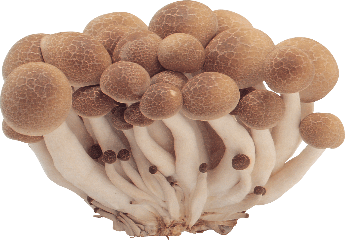 Mushrooms Png Image Transparent PNG Image