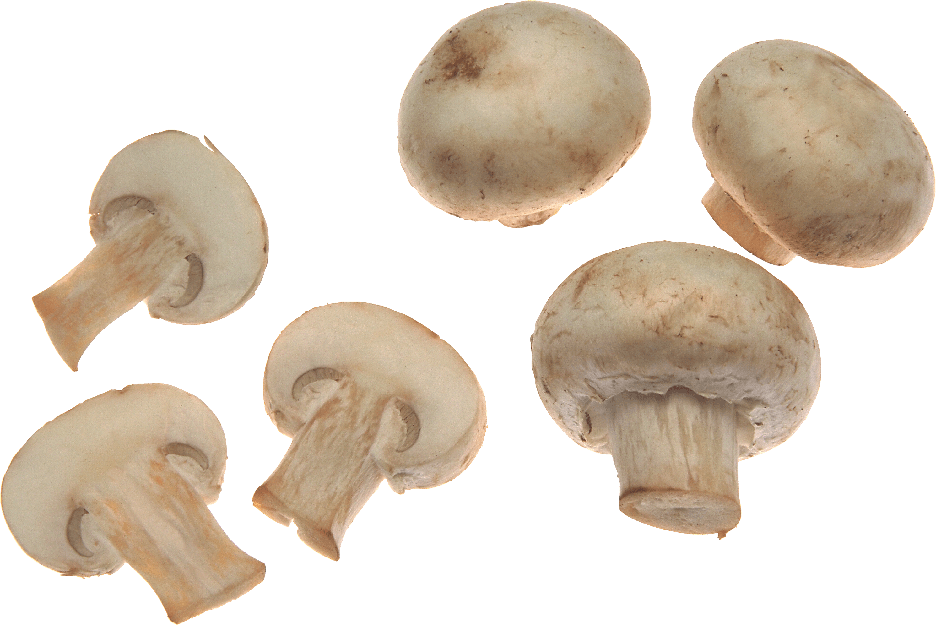 White Mushrooms Png Image Transparent PNG Image