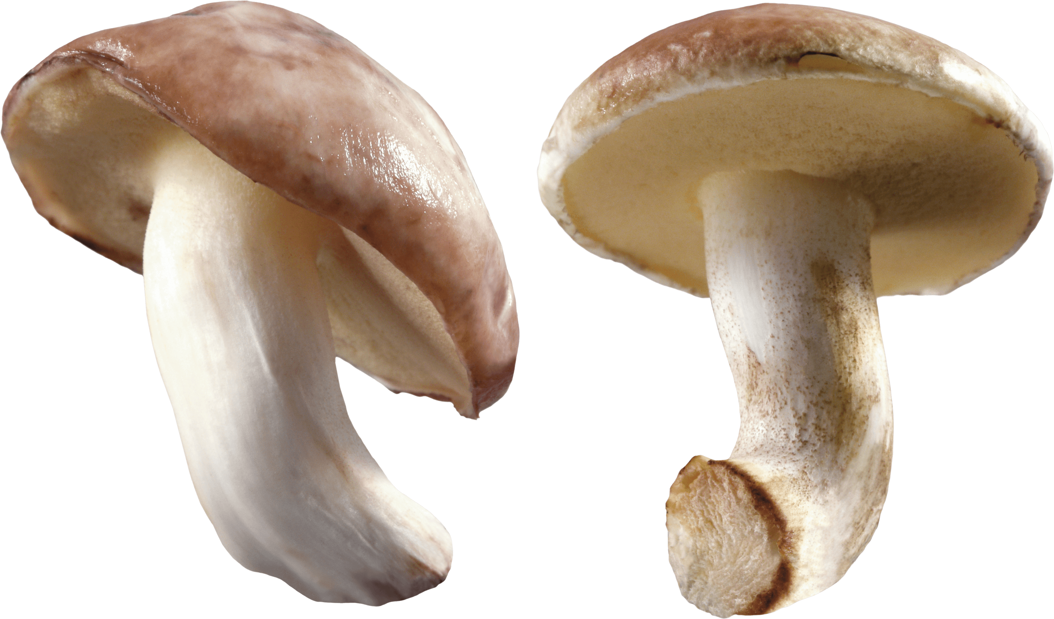 Mushroom Png Image Transparent PNG Image