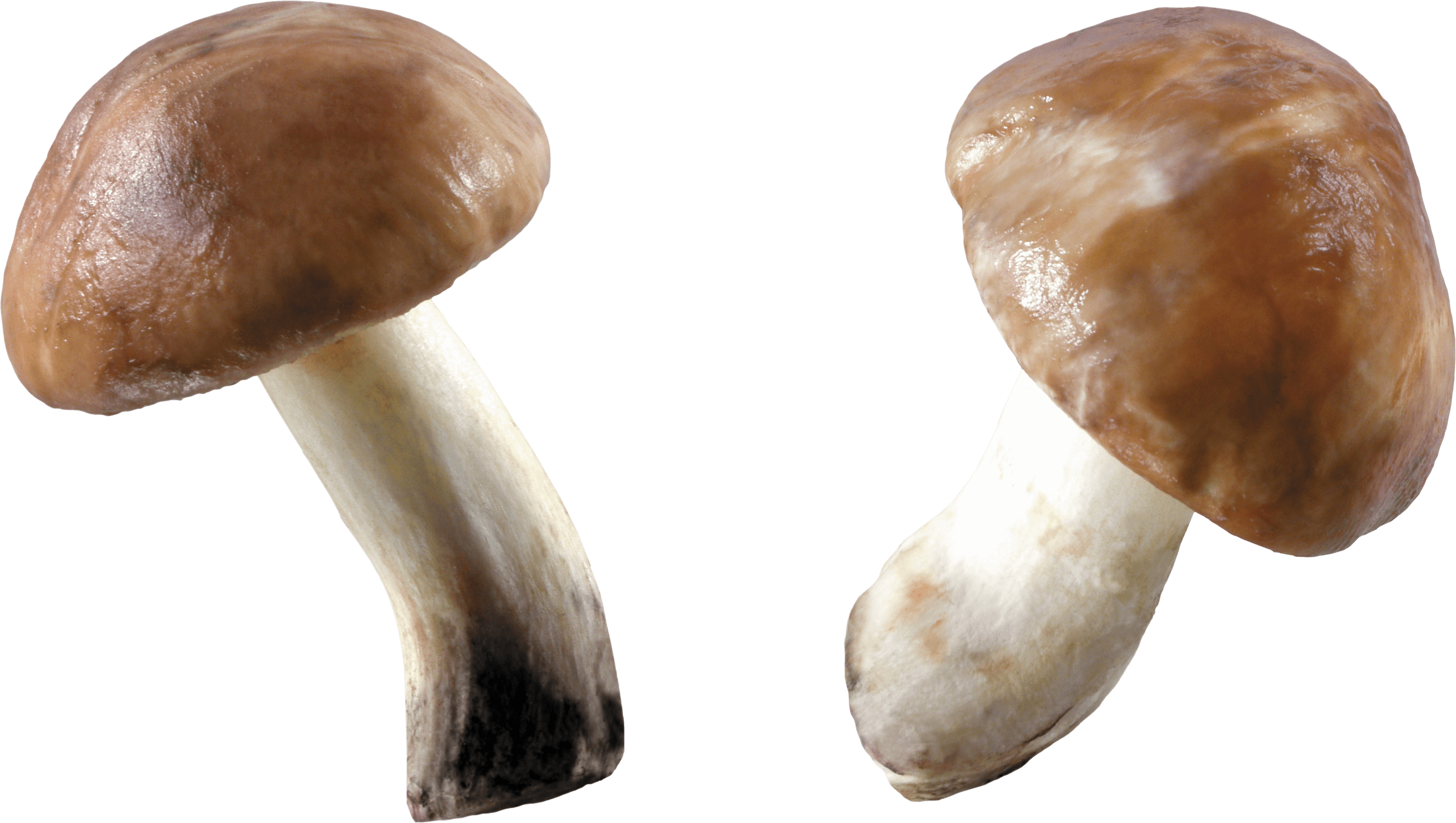 Mushroom Png Image Transparent PNG Image