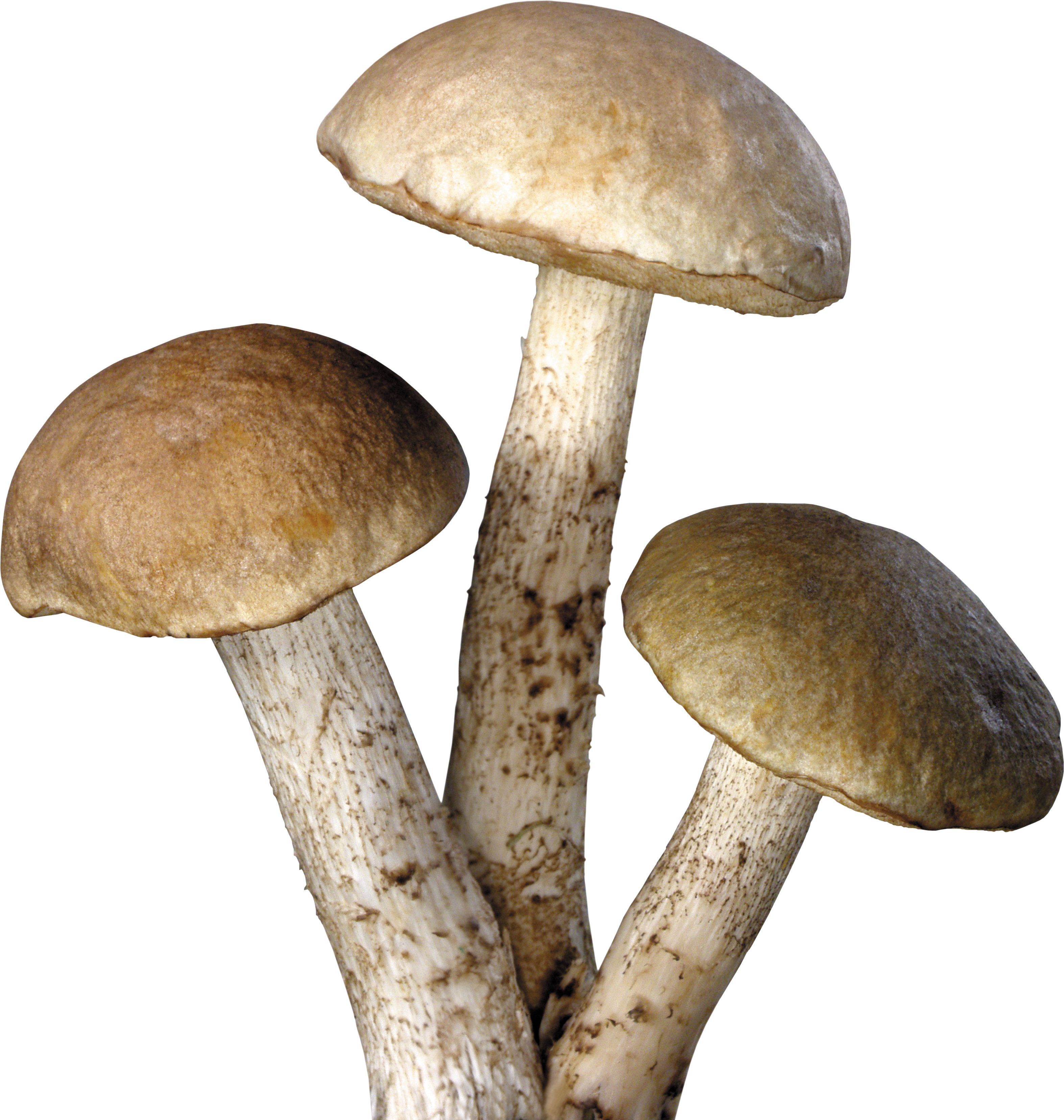 Mushroom Free Download Png Transparent PNG Image