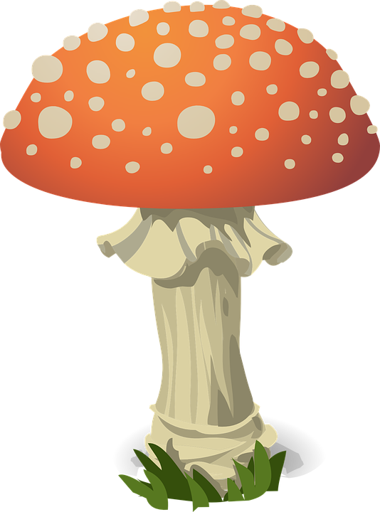 Amanita Muscaria Photo Transparent PNG Image