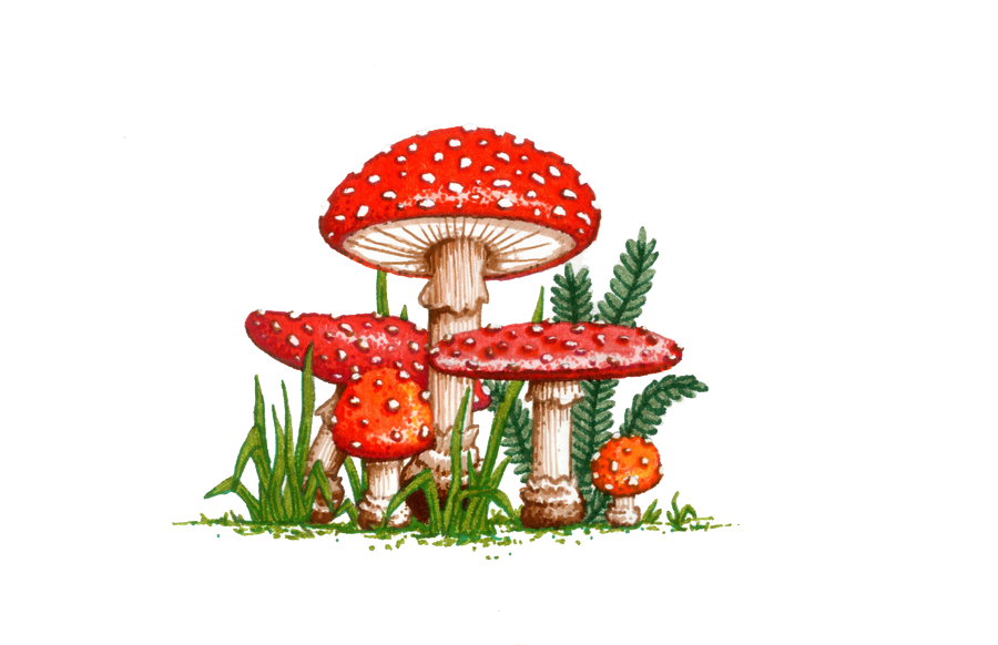 Amanita Muscaria Picture Transparent PNG Image