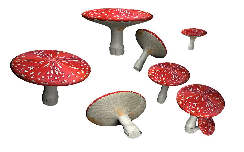 Amanita Muscaria Hd Transparent PNG Image